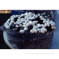 Agaricus Bisporus Powder, white mushroom;GMP/HACCP Certificate